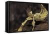 Extatosoma Tiaratum (Giant Prickly Stick Insect)-Paul Starosta-Framed Stretched Canvas