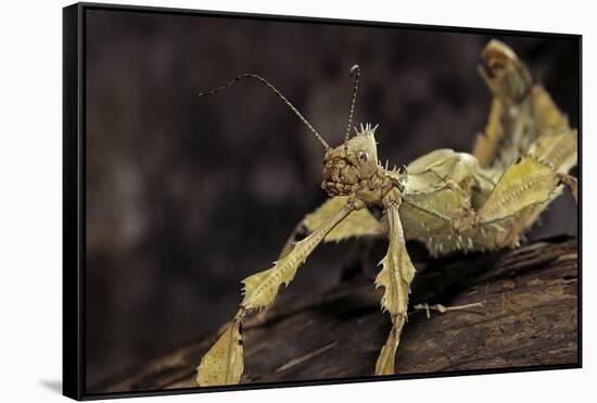 Extatosoma Tiaratum (Giant Prickly Stick Insect)-Paul Starosta-Framed Stretched Canvas