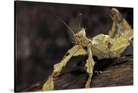 Extatosoma Tiaratum (Giant Prickly Stick Insect)-Paul Starosta-Stretched Canvas
