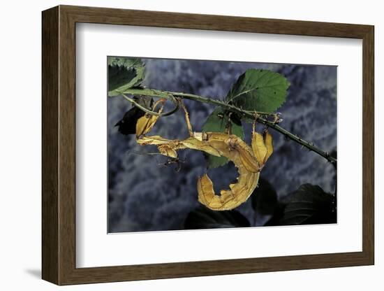 Extatosoma Tiaratum (Giant Prickly Stick Insect)-Paul Starosta-Framed Photographic Print