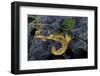 Extatosoma Tiaratum (Giant Prickly Stick Insect)-Paul Starosta-Framed Photographic Print