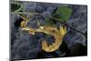 Extatosoma Tiaratum (Giant Prickly Stick Insect)-Paul Starosta-Mounted Photographic Print