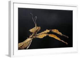 Extatosoma Tiaratum (Giant Prickly Stick Insect)-Paul Starosta-Framed Photographic Print