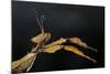 Extatosoma Tiaratum (Giant Prickly Stick Insect)-Paul Starosta-Mounted Photographic Print