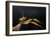 Extatosoma Tiaratum (Giant Prickly Stick Insect)-Paul Starosta-Framed Photographic Print