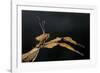 Extatosoma Tiaratum (Giant Prickly Stick Insect)-Paul Starosta-Framed Photographic Print