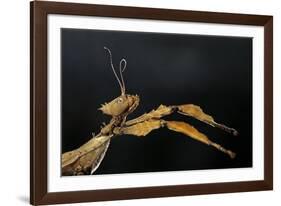 Extatosoma Tiaratum (Giant Prickly Stick Insect)-Paul Starosta-Framed Photographic Print