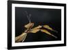 Extatosoma Tiaratum (Giant Prickly Stick Insect)-Paul Starosta-Framed Photographic Print