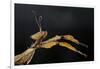 Extatosoma Tiaratum (Giant Prickly Stick Insect)-Paul Starosta-Framed Photographic Print