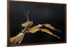 Extatosoma Tiaratum (Giant Prickly Stick Insect)-Paul Starosta-Framed Photographic Print