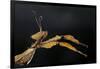 Extatosoma Tiaratum (Giant Prickly Stick Insect)-Paul Starosta-Framed Photographic Print