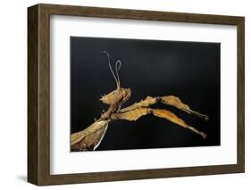 Extatosoma Tiaratum (Giant Prickly Stick Insect)-Paul Starosta-Framed Photographic Print