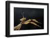 Extatosoma Tiaratum (Giant Prickly Stick Insect)-Paul Starosta-Framed Photographic Print