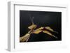 Extatosoma Tiaratum (Giant Prickly Stick Insect)-Paul Starosta-Framed Photographic Print