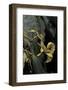 Extatosoma Tiaratum (Giant Prickly Stick Insect)-Paul Starosta-Framed Photographic Print