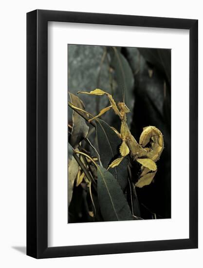 Extatosoma Tiaratum (Giant Prickly Stick Insect)-Paul Starosta-Framed Photographic Print