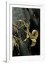Extatosoma Tiaratum (Giant Prickly Stick Insect)-Paul Starosta-Framed Photographic Print
