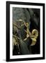 Extatosoma Tiaratum (Giant Prickly Stick Insect)-Paul Starosta-Framed Photographic Print