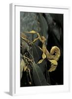 Extatosoma Tiaratum (Giant Prickly Stick Insect)-Paul Starosta-Framed Photographic Print