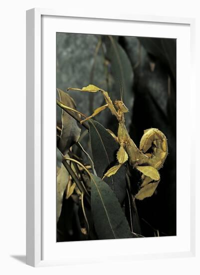 Extatosoma Tiaratum (Giant Prickly Stick Insect)-Paul Starosta-Framed Photographic Print