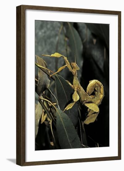 Extatosoma Tiaratum (Giant Prickly Stick Insect)-Paul Starosta-Framed Photographic Print