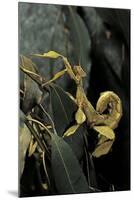 Extatosoma Tiaratum (Giant Prickly Stick Insect)-Paul Starosta-Mounted Photographic Print