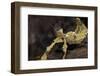 Extatosoma Tiaratum (Giant Prickly Stick Insect)-Paul Starosta-Framed Photographic Print