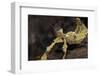 Extatosoma Tiaratum (Giant Prickly Stick Insect)-Paul Starosta-Framed Photographic Print