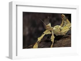 Extatosoma Tiaratum (Giant Prickly Stick Insect)-Paul Starosta-Framed Photographic Print