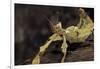 Extatosoma Tiaratum (Giant Prickly Stick Insect)-Paul Starosta-Framed Photographic Print