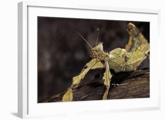 Extatosoma Tiaratum (Giant Prickly Stick Insect)-Paul Starosta-Framed Photographic Print