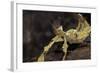 Extatosoma Tiaratum (Giant Prickly Stick Insect)-Paul Starosta-Framed Photographic Print