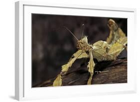 Extatosoma Tiaratum (Giant Prickly Stick Insect)-Paul Starosta-Framed Photographic Print