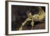 Extatosoma Tiaratum (Giant Prickly Stick Insect)-Paul Starosta-Framed Photographic Print