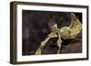 Extatosoma Tiaratum (Giant Prickly Stick Insect)-Paul Starosta-Framed Photographic Print