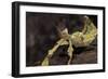 Extatosoma Tiaratum (Giant Prickly Stick Insect)-Paul Starosta-Framed Photographic Print