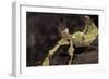 Extatosoma Tiaratum (Giant Prickly Stick Insect)-Paul Starosta-Framed Photographic Print