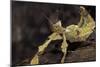 Extatosoma Tiaratum (Giant Prickly Stick Insect)-Paul Starosta-Mounted Photographic Print