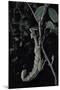 Extatosoma Tiaratum (Giant Prickly Stick Insect)-Paul Starosta-Mounted Photographic Print