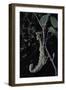 Extatosoma Tiaratum (Giant Prickly Stick Insect)-Paul Starosta-Framed Photographic Print