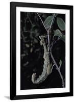 Extatosoma Tiaratum (Giant Prickly Stick Insect)-Paul Starosta-Framed Photographic Print