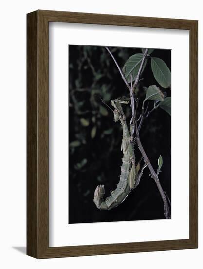 Extatosoma Tiaratum (Giant Prickly Stick Insect)-Paul Starosta-Framed Photographic Print