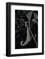 Extatosoma Tiaratum (Giant Prickly Stick Insect)-Paul Starosta-Framed Photographic Print