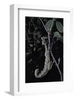 Extatosoma Tiaratum (Giant Prickly Stick Insect)-Paul Starosta-Framed Photographic Print