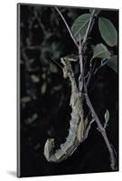 Extatosoma Tiaratum (Giant Prickly Stick Insect)-Paul Starosta-Mounted Photographic Print