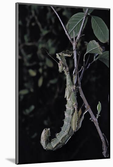 Extatosoma Tiaratum (Giant Prickly Stick Insect)-Paul Starosta-Mounted Photographic Print