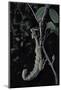 Extatosoma Tiaratum (Giant Prickly Stick Insect)-Paul Starosta-Mounted Photographic Print