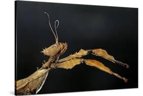 Extatosoma Tiaratum (Giant Prickly Stick Insect)-Paul Starosta-Stretched Canvas