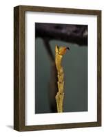 Extatosoma Tiaratum (Phasme) - End of Leg-Paul Starosta-Framed Photographic Print