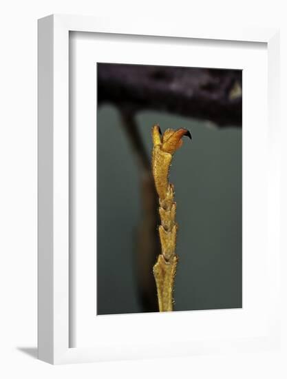 Extatosoma Tiaratum (Phasme) - End of Leg-Paul Starosta-Framed Photographic Print